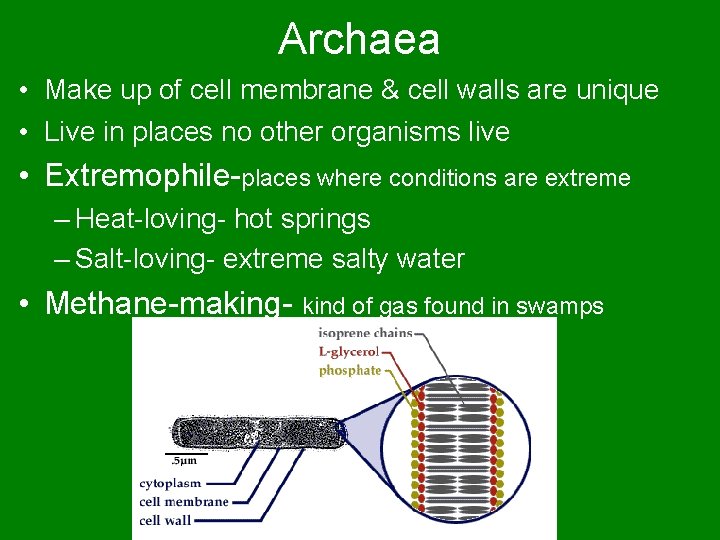 Archaea • Make up of cell membrane & cell walls are unique • Live