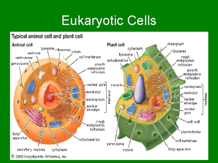 Eukaryotic Cells 