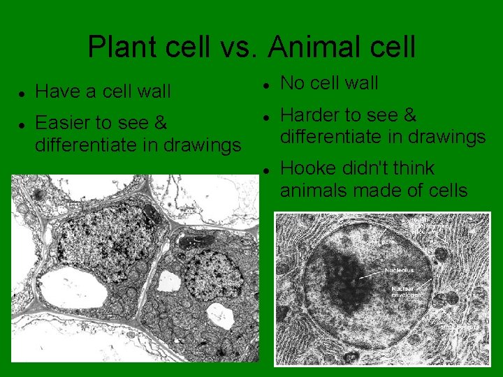 Plant cell vs. Animal cell Have a cell wall Easier to see & differentiate