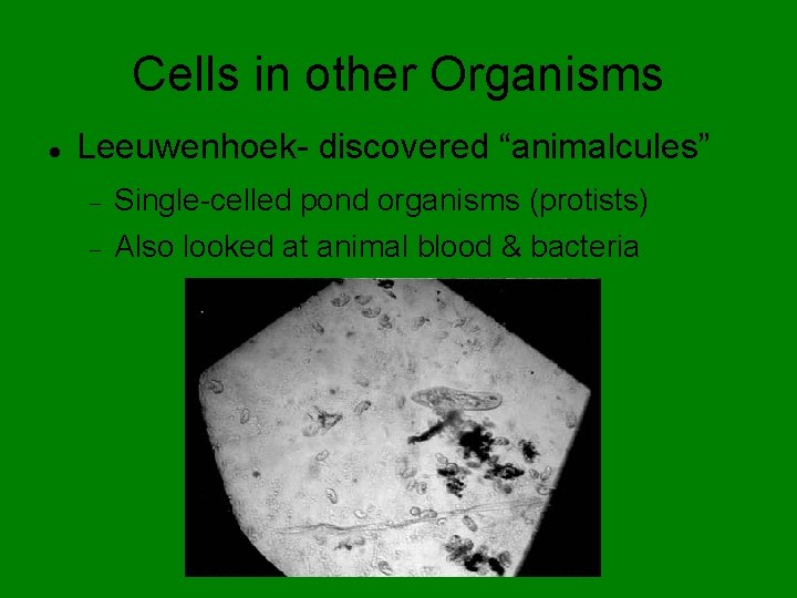 Cells in other Organisms Leeuwenhoek- discovered “animalcules” Single-celled pond organisms (protists) Also looked at