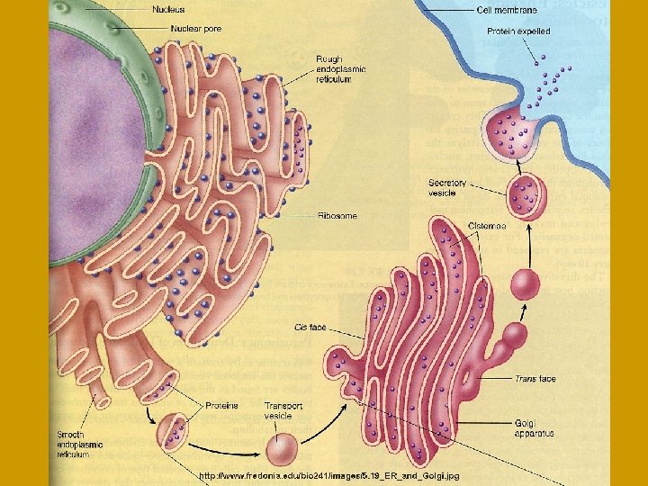 INSIDE THE CELL Cell Diversity and Size INTERNAL