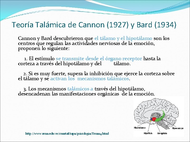 Teoría Talámica de Cannon (1927) y Bard (1934) Cannon y Bard descubrieron que el Teoría Talámica de Cannon (1927) y Bard (1934) Cannon y Bard descubrieron que el