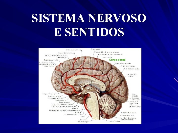SISTEMA NERVOSO E SENTIDOS 