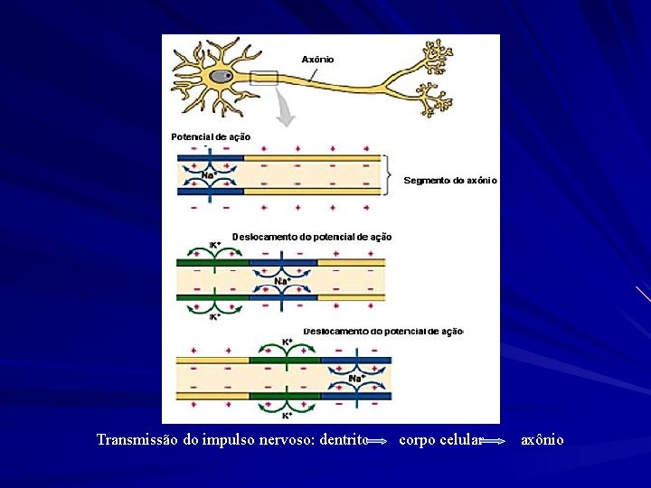 Transmissão do impulso nervoso: dentrito corpo celular axônio 