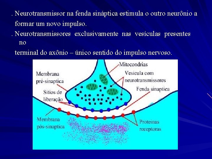 . Neurotransmissor na fenda sináptica estimula o outro neurônio a formar um novo impulso.