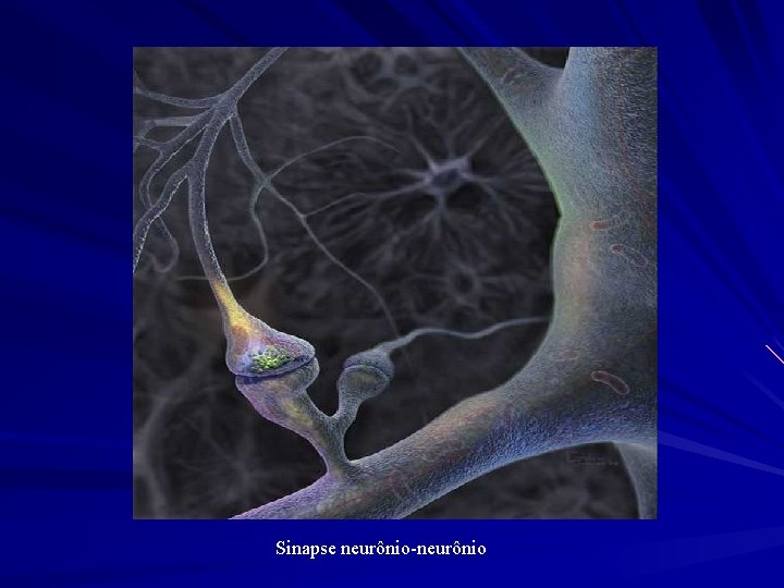 Sinapse neurônio-neurônio 