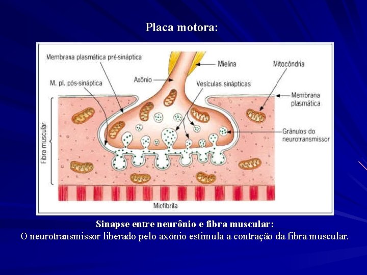 Placa motora: Sinapse entre neurônio e fibra muscular: O neurotransmissor liberado pelo axônio estimula