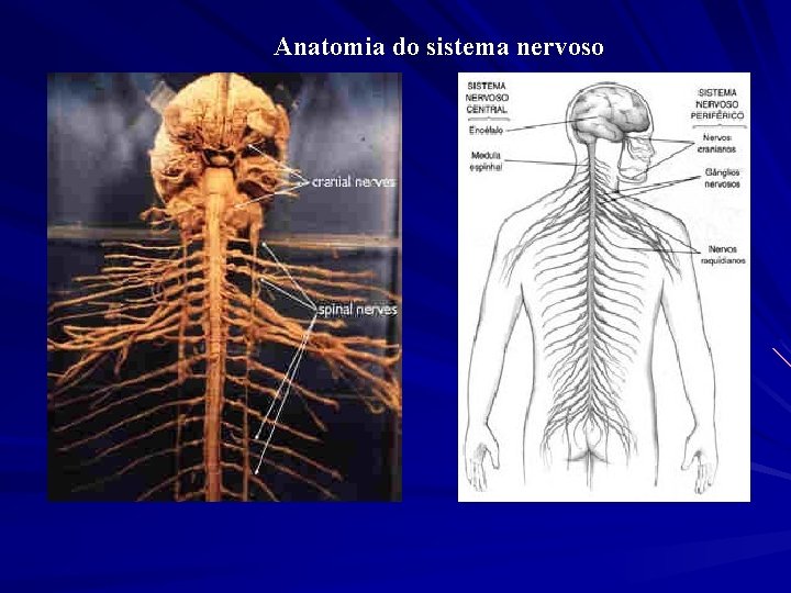 Anatomia do sistema nervoso 