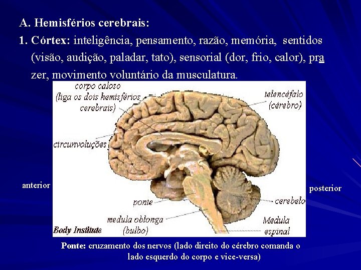 A. Hemisférios cerebrais: 1. Córtex: inteligência, pensamento, razão, memória, sentidos (visão, audição, paladar, tato),