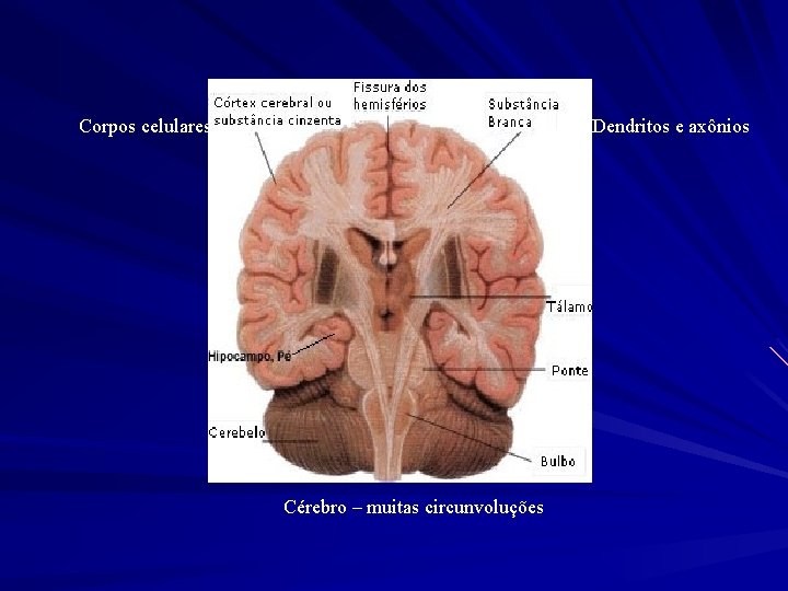Corpos celulares Dendritos e axônios Cérebro – muitas circunvoluções 