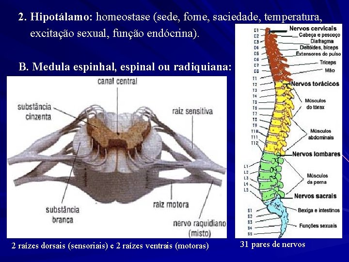 2. Hipotálamo: homeostase (sede, fome, saciedade, temperatura, excitação sexual, função endócrina). B. Medula espinhal,