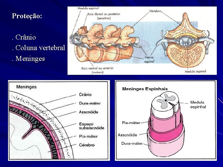 Proteção: . Crânio. Coluna vertebral. Meninges 
