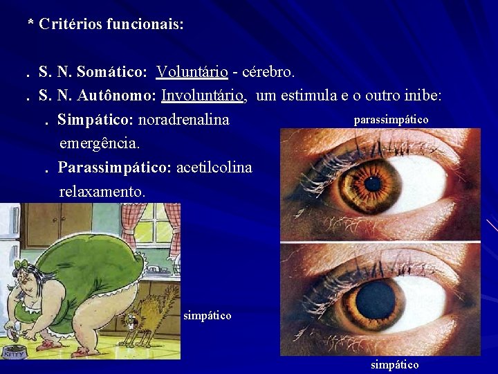 * Critérios funcionais: . S. N. Somático: Voluntário - cérebro. . S. N. Autônomo: