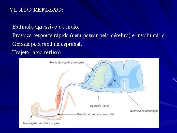 VI. ATO REFLEXO: . Estímulo agressivo do meio. . Provoca resposta rápida (sem passar