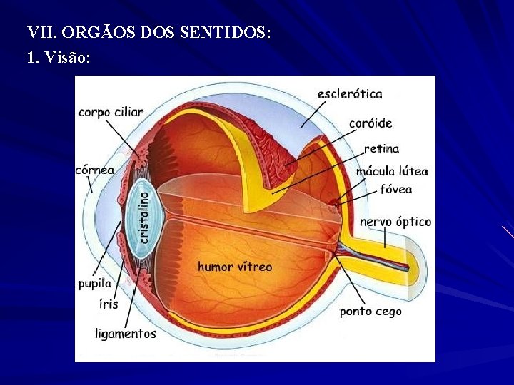 VII. ORGÃOS DOS SENTIDOS: 1. Visão: 