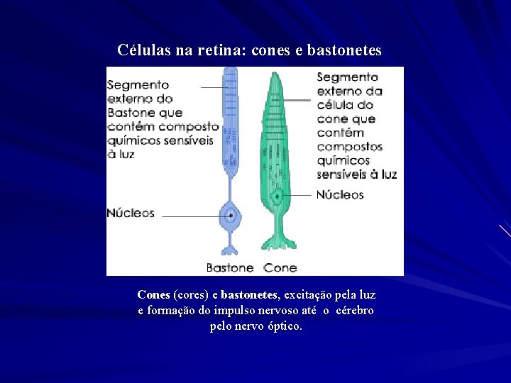 Células na retina: cones e bastonetes Cones (cores) e bastonetes, excitação pela luz e