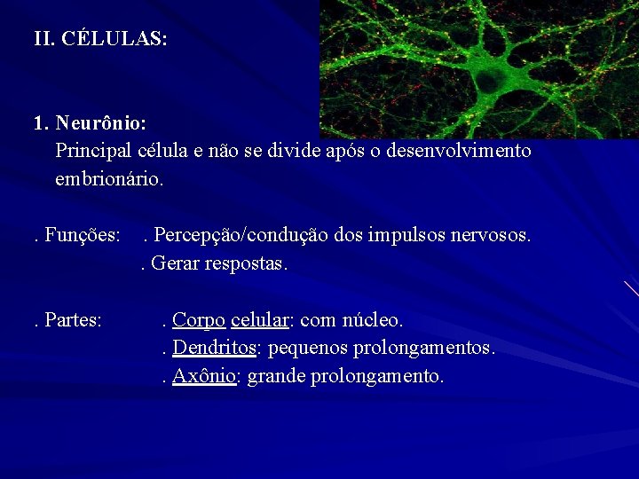 II. CÉLULAS: 1. Neurônio: Principal célula e não se divide após o desenvolvimento embrionário.