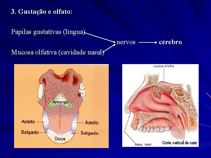 3. Gustação e olfato: Papilas gustativas (língua) nervos Mucosa olfativa (cavidade nasal) cérebro 