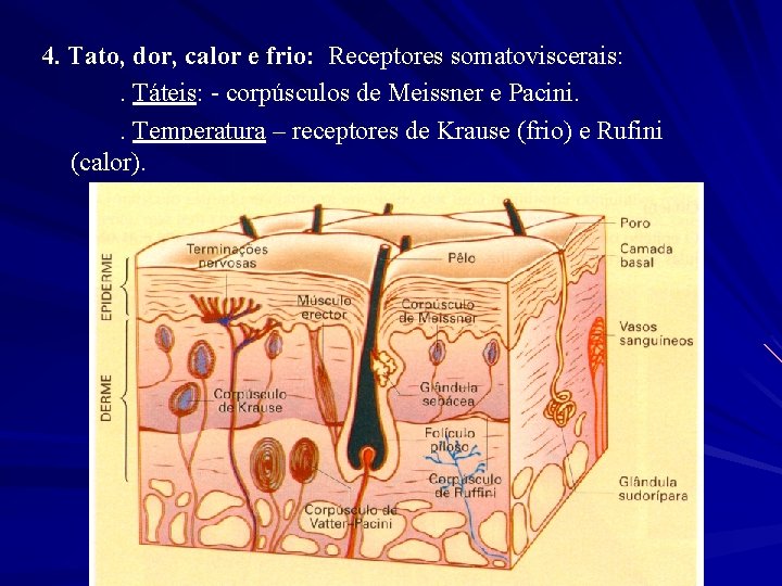 4. Tato, dor, calor e frio: Receptores somatoviscerais: . Táteis: - corpúsculos de Meissner
