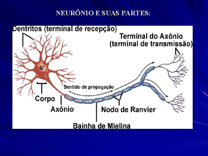 NEURÔNIO E SUAS PARTES: 