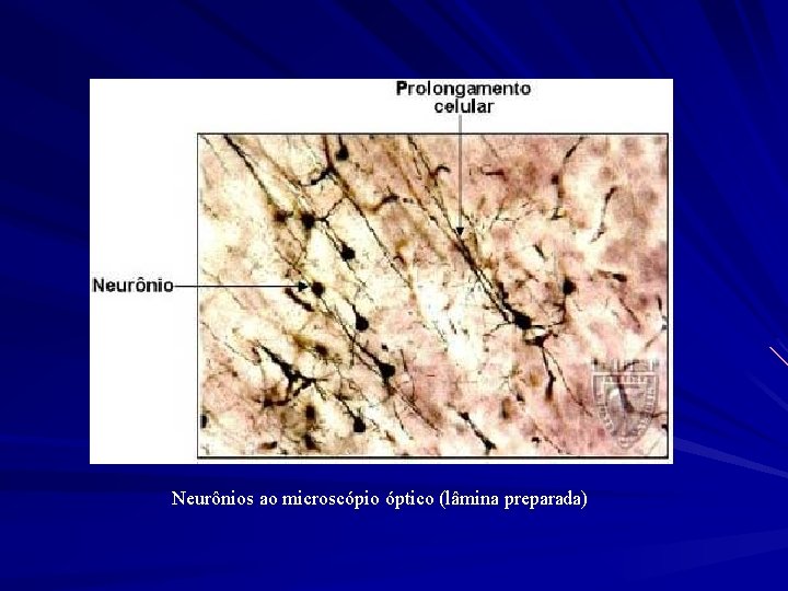 Neurônios ao microscópio óptico (lâmina preparada) 