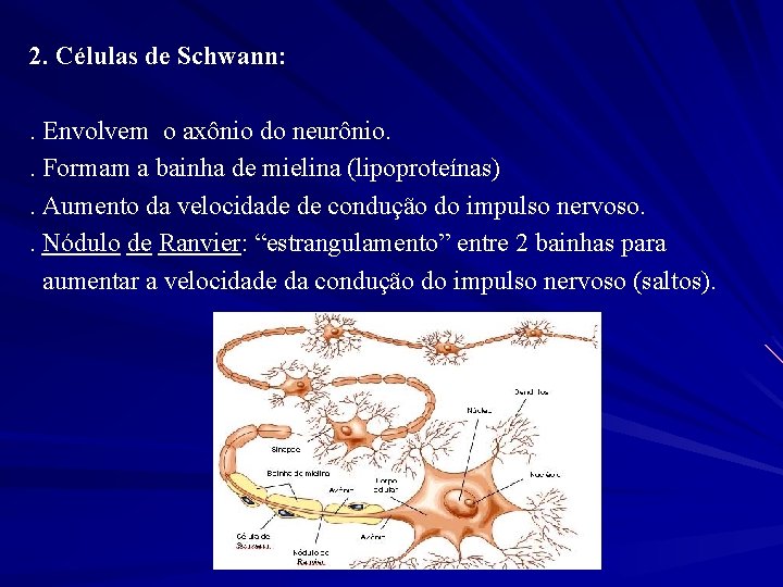 2. Células de Schwann: . Envolvem o axônio do neurônio. . Formam a bainha