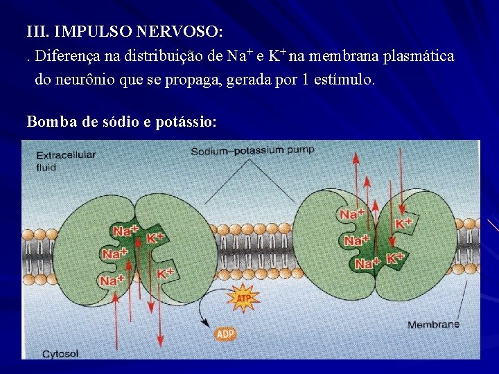 III. IMPULSO NERVOSO: . Diferença na distribuição de Na+ e K+ na membrana plasmática