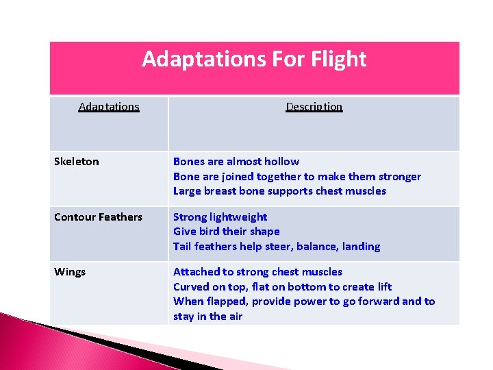 Adaptations For Flight Adaptations Description Skeleton Bones are almost hollow Bone are joined together