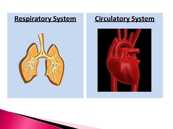 Respiratory System Circulatory System 