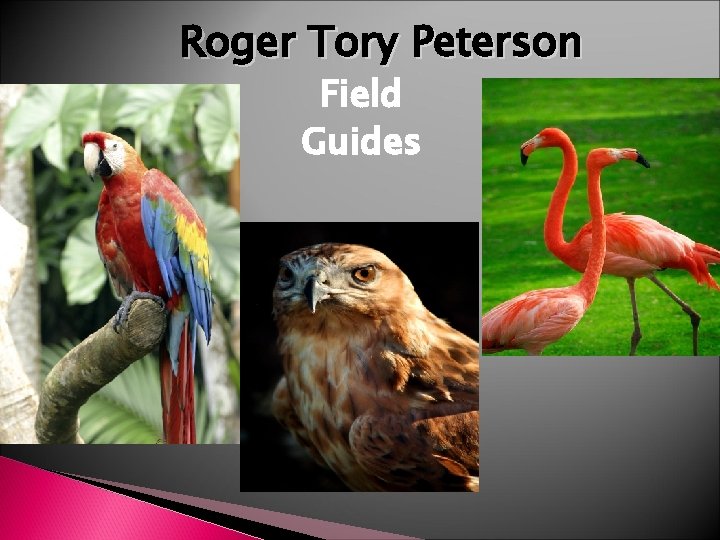 Roger Tory Peterson Field Guides 