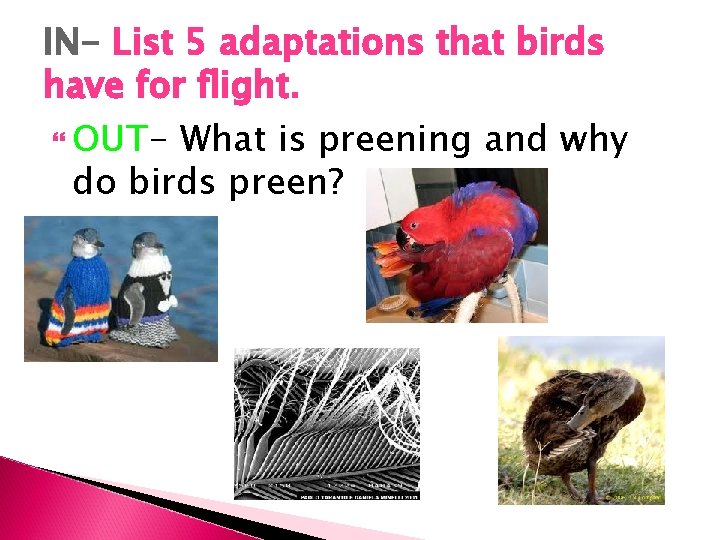 IN- List 5 adaptations that birds have for flight. OUT- What is preening and