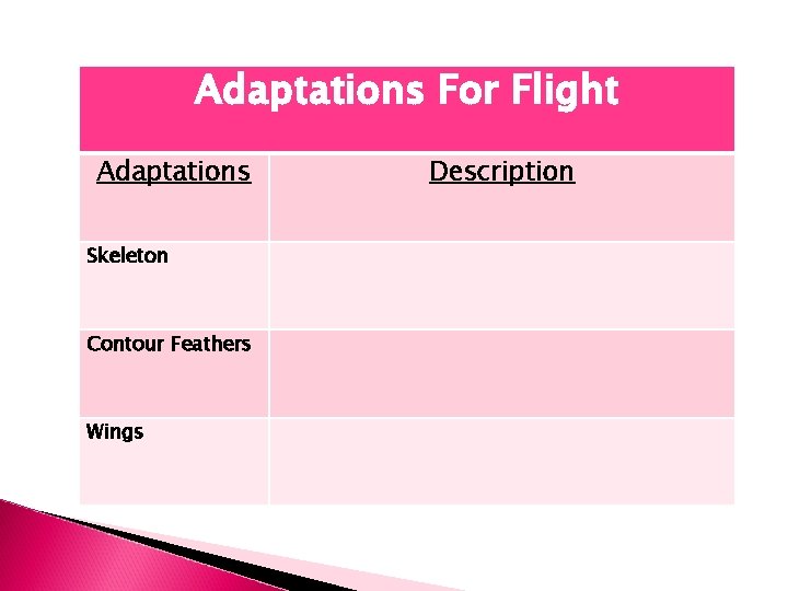 Adaptations For Flight Adaptations Skeleton Contour Feathers Wings Description 