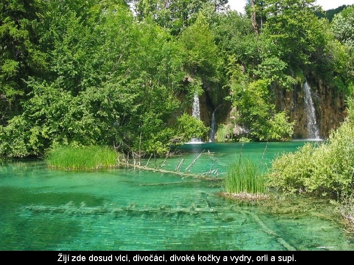 Žijí zde dosud vlci, divočáci, divoké kočky a vydry, orli a supi. 