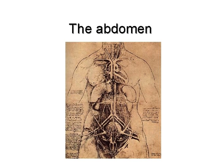 The abdomen 