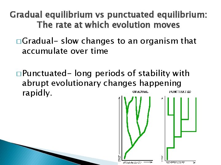 Gradual equilibrium vs punctuated equilibrium: The rate at which evolution moves � Gradual- slow