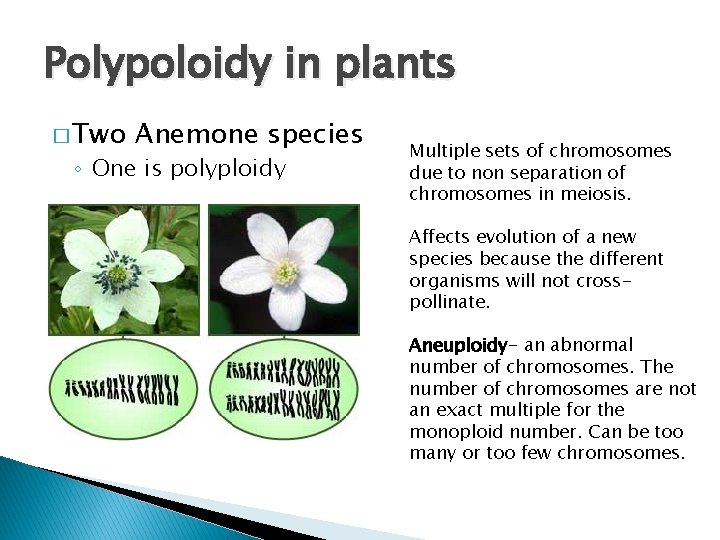 Polypoloidy in plants � Two Anemone species ◦ One is polyploidy Multiple sets of
