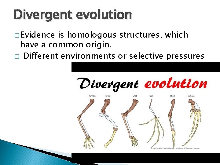 Divergent evolution � Evidence is homologous structures, which have a common origin. � Different