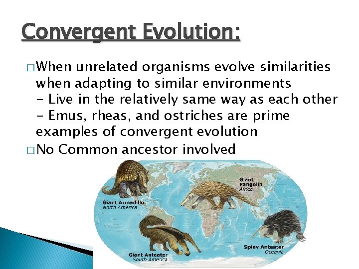 Convergent Evolution: � When unrelated organisms evolve similarities when adapting to similar environments -