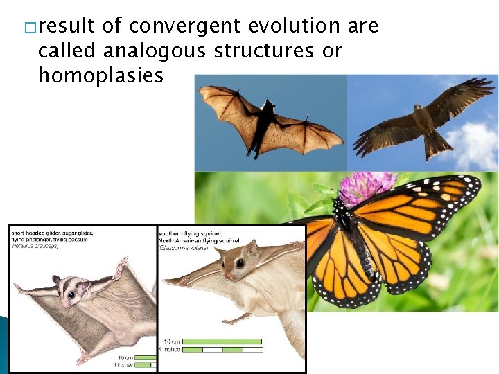 �result of convergent evolution are called analogous structures or homoplasies 