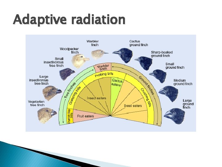 Adaptive radiation 