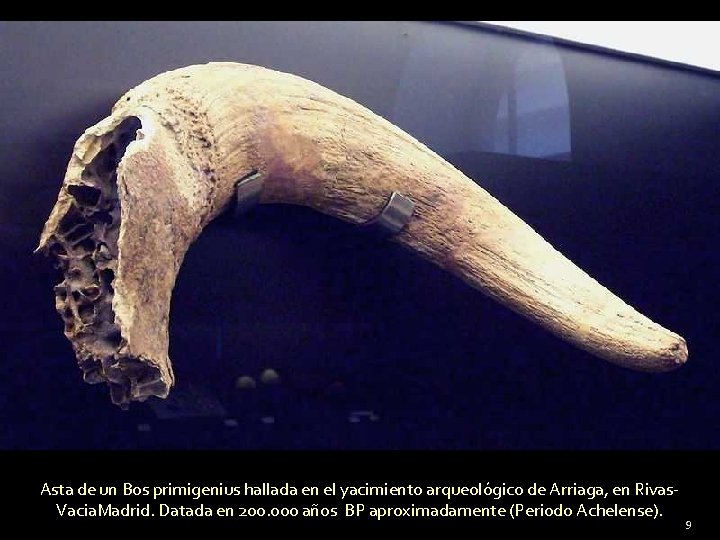Asta de un Bos primigenius hallada en el yacimiento arqueológico de Arriaga, en Rivas.