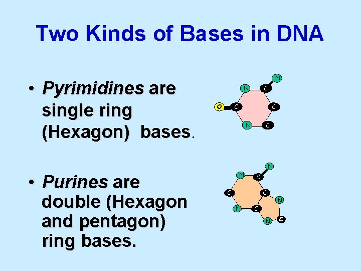 Two Kinds of Bases in DNA • Pyrimidines are single ring (Hexagon) bases. N