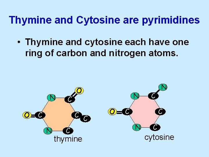 Thymine and Cytosine are pyrimidines • Thymine and cytosine each have one ring of