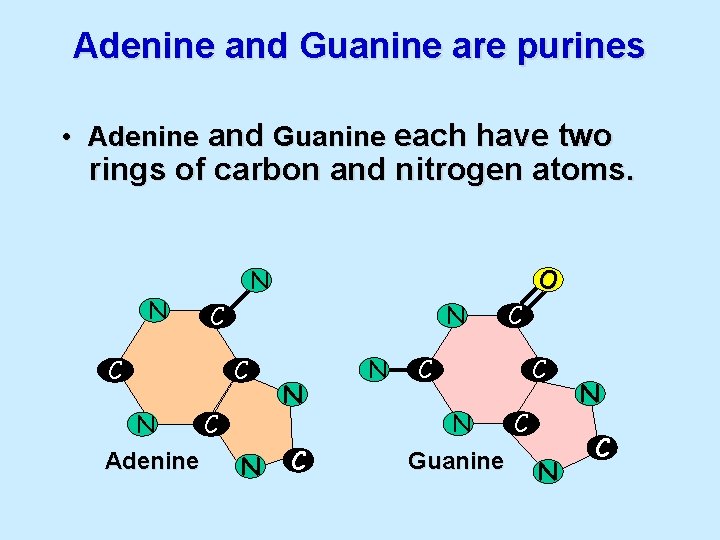 Adenine and Guanine are purines • Adenine and Guanine each have two rings of