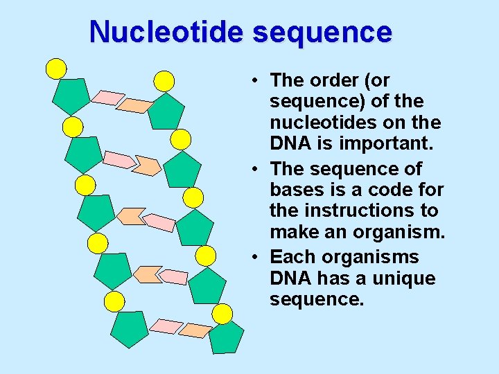 Nucleotide sequence • The order (or sequence) of the nucleotides on the DNA is