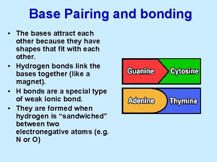Base Pairing and bonding • The bases attract each other because they have shapes