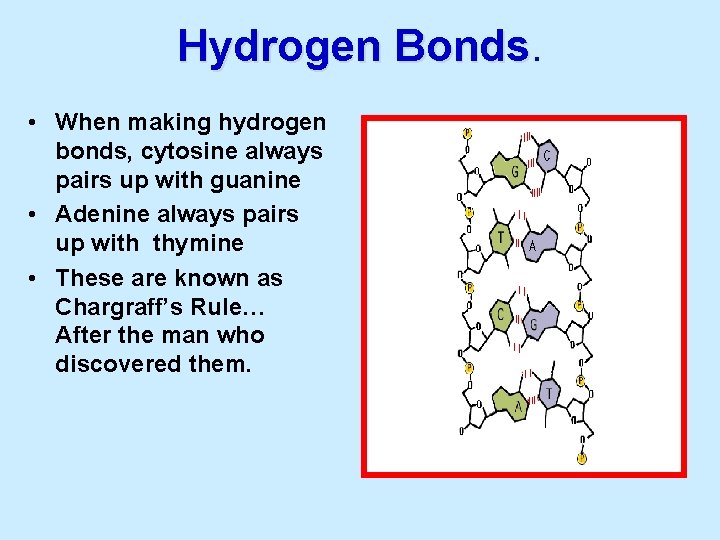Hydrogen Bonds • When making hydrogen bonds, cytosine always pairs up with guanine •