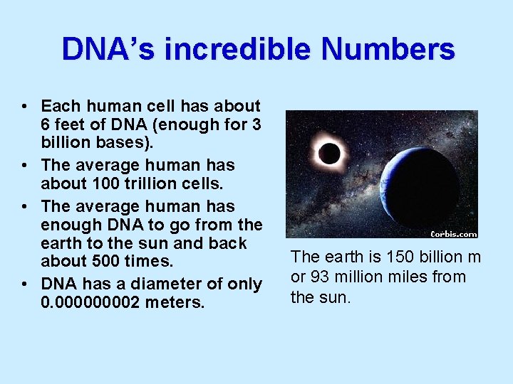 DNA’s incredible Numbers • Each human cell has about 6 feet of DNA (enough