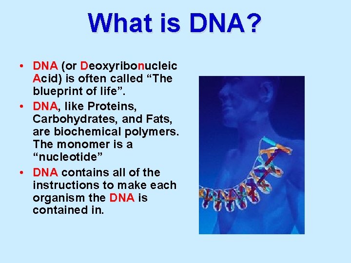 What is DNA? • DNA (or Deoxyribonucleic Acid) is often called “The blueprint of