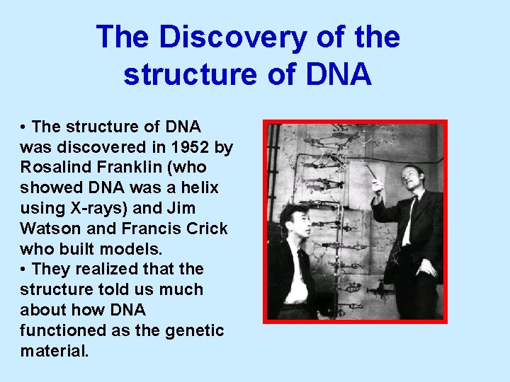 The Discovery of the structure of DNA • The structure of DNA was discovered
